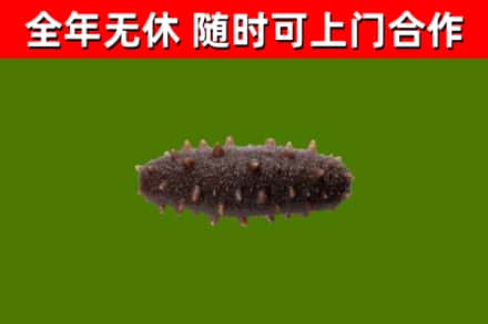 东辽回收海参干